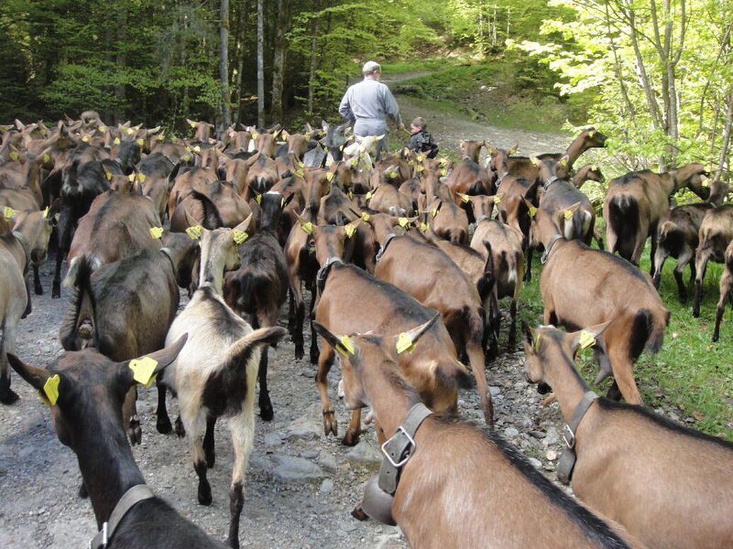 Goat's ascension